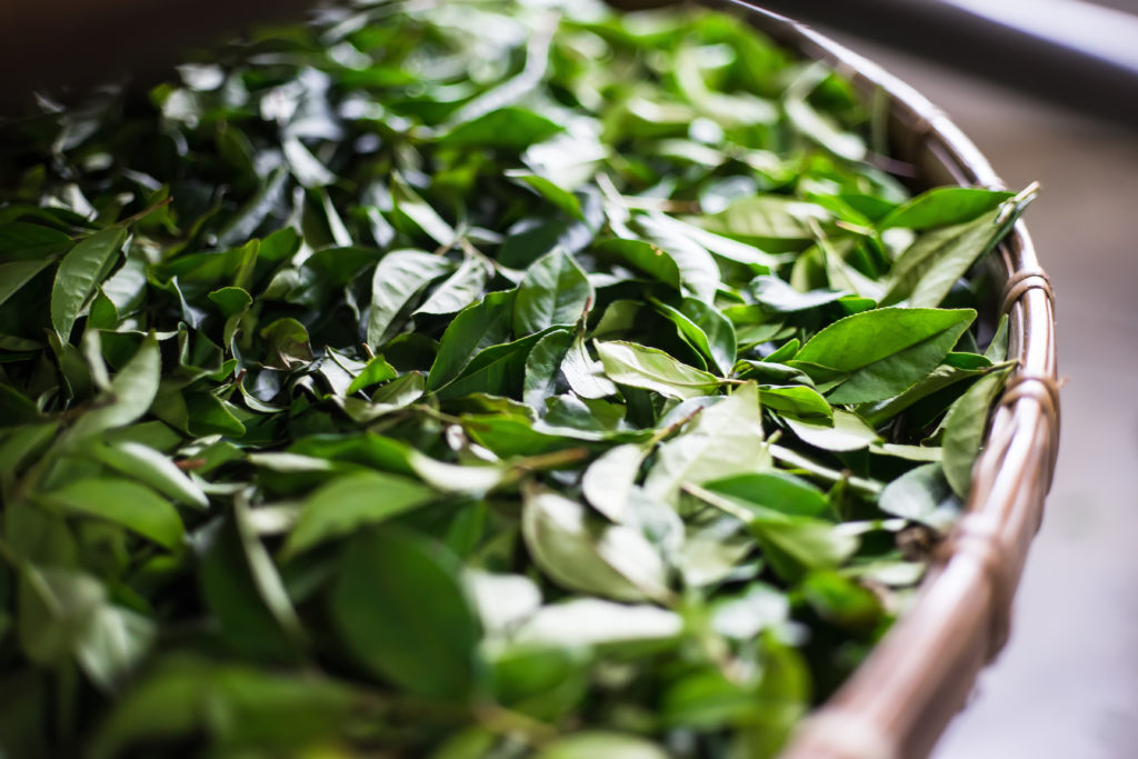 Asia culture concept image - view of fresh organic tea bud & leaves on bamboo basket in Taiwan, the process of tea making