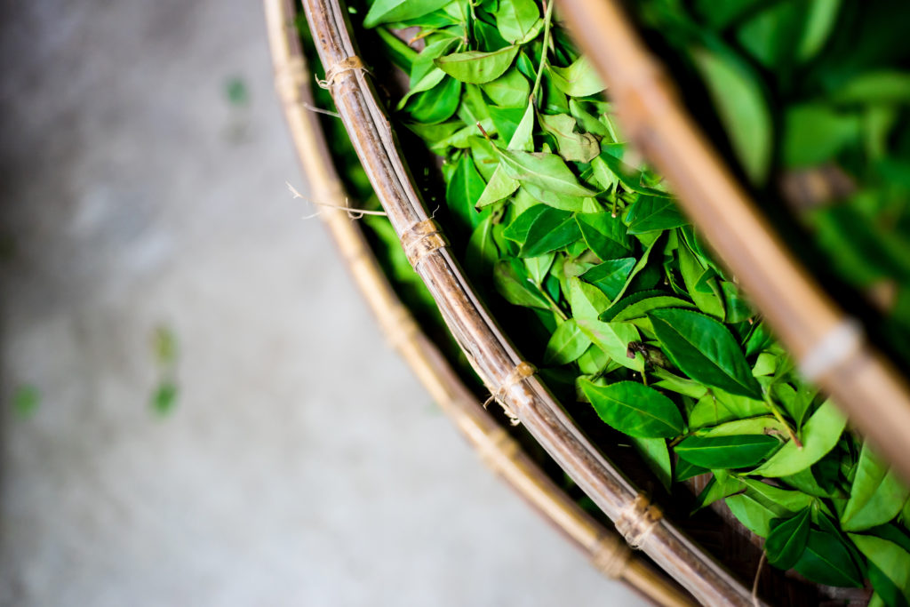 Asia culture concept image - top eye view of fresh organic tea bud & leaves on bamboo basket in Taiwan, the process of tea making