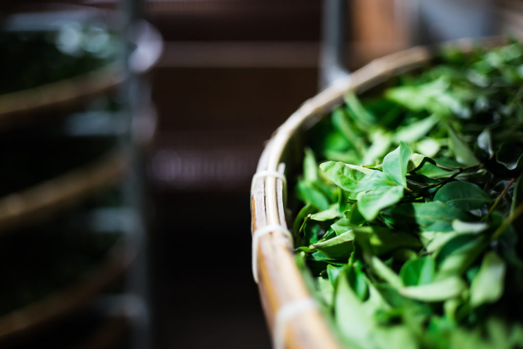 Asia culture concept image - view of fresh organic tea bud & leaves on bamboo basket in Taiwan, the process of tea making